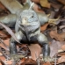 iguana_rock_lwc_provo_h_0083_tci0083.jpg